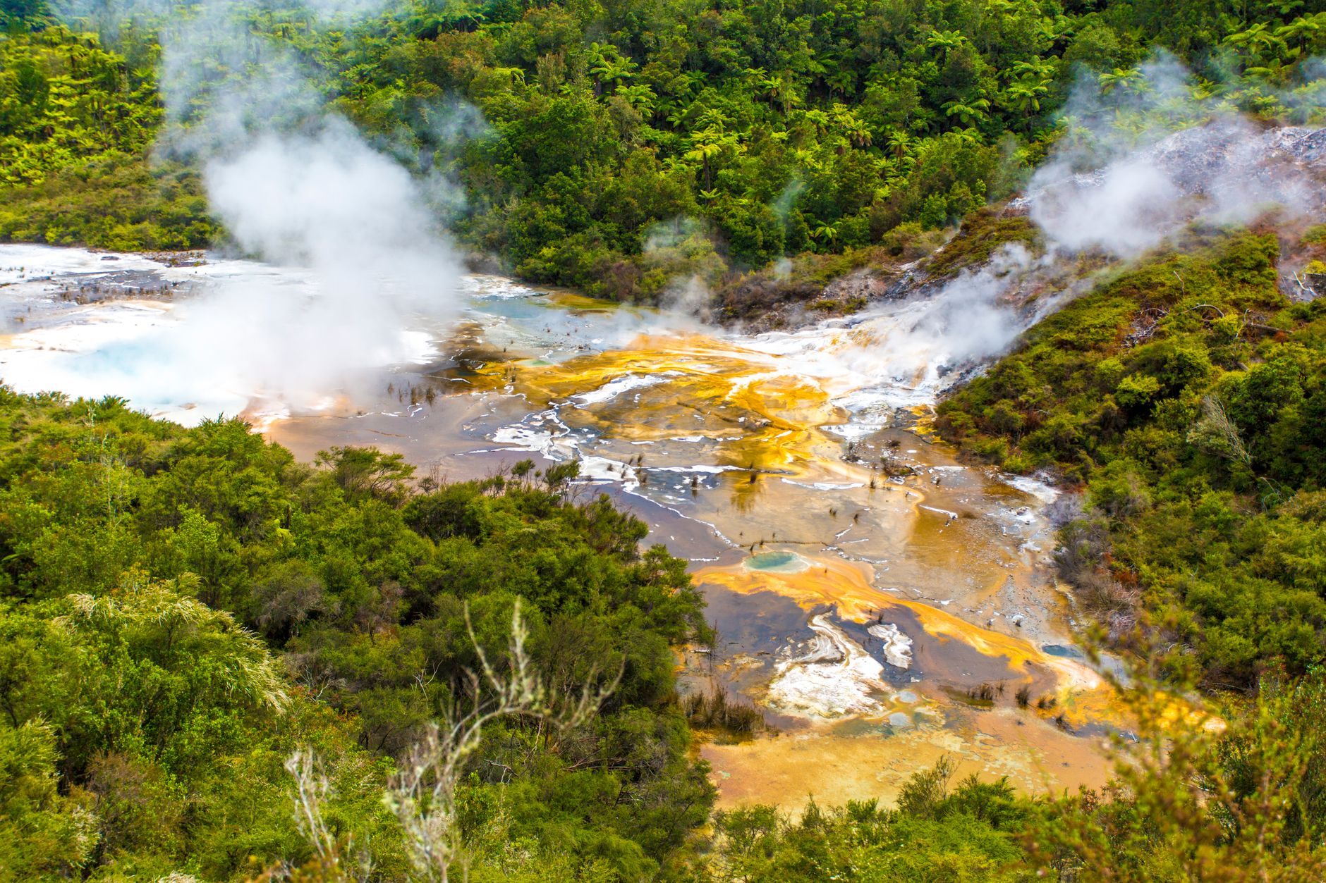 Natural hot spring steam rising in New Zealand forest