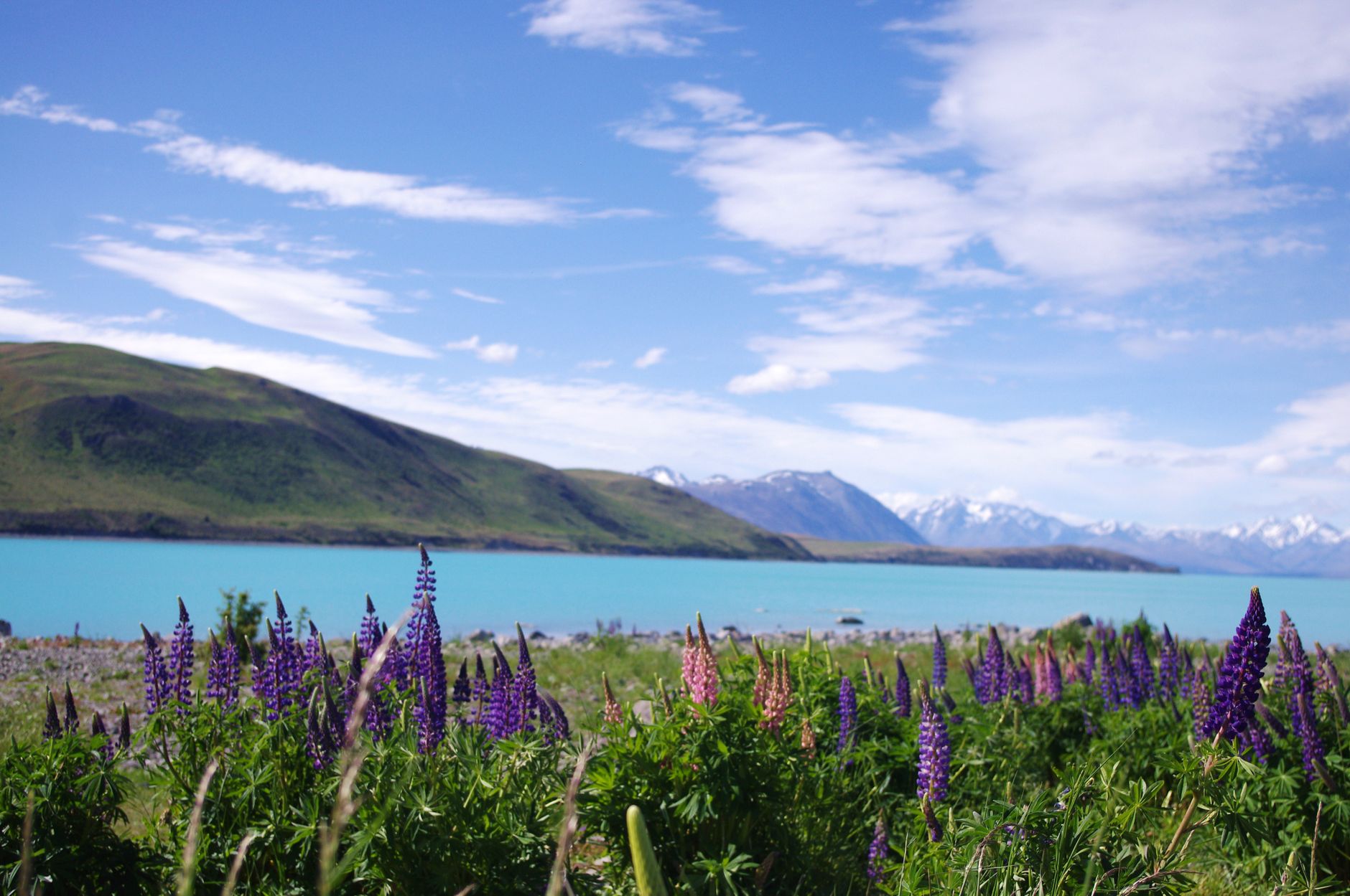 Lupin flowers and turquoise lake Tekapo New Zealand